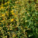 Agastache aurantiaca 'Sunset Yellow' (2)